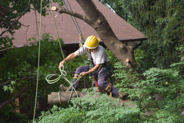 Best Root Management and Removal  in Selbyville, DE